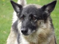 Chien d'adoption