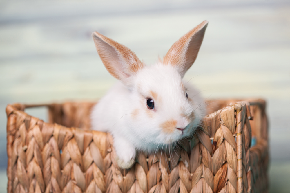 Lapin