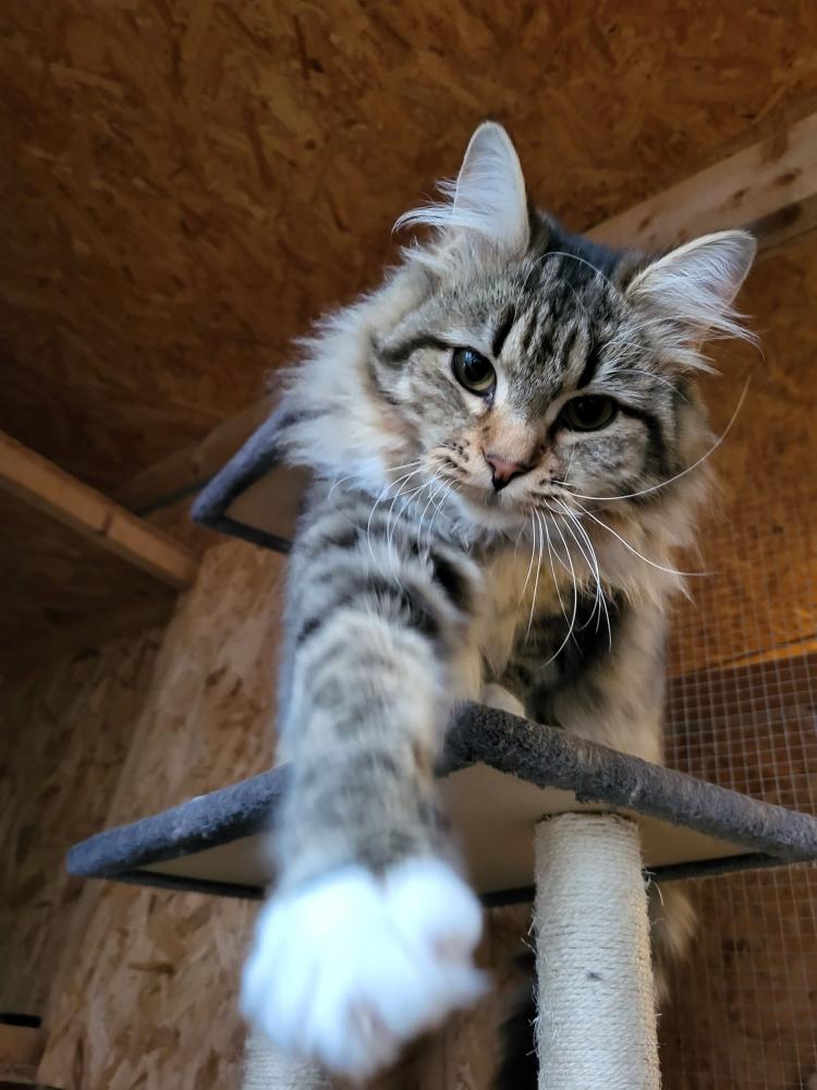 Chat