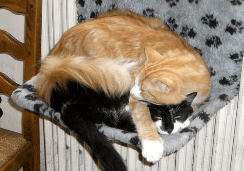 Chats