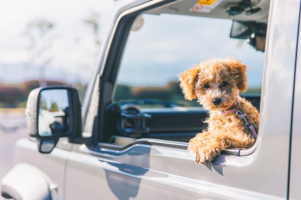Taxi animaux