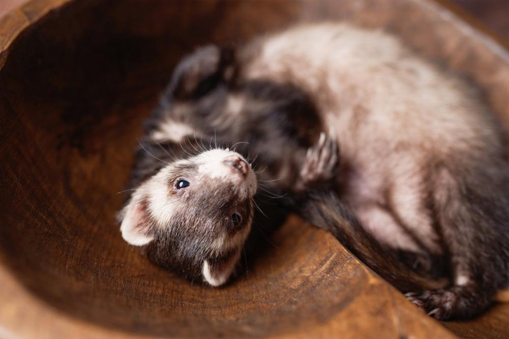 Furets