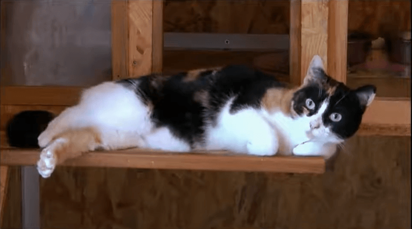 Chat pension