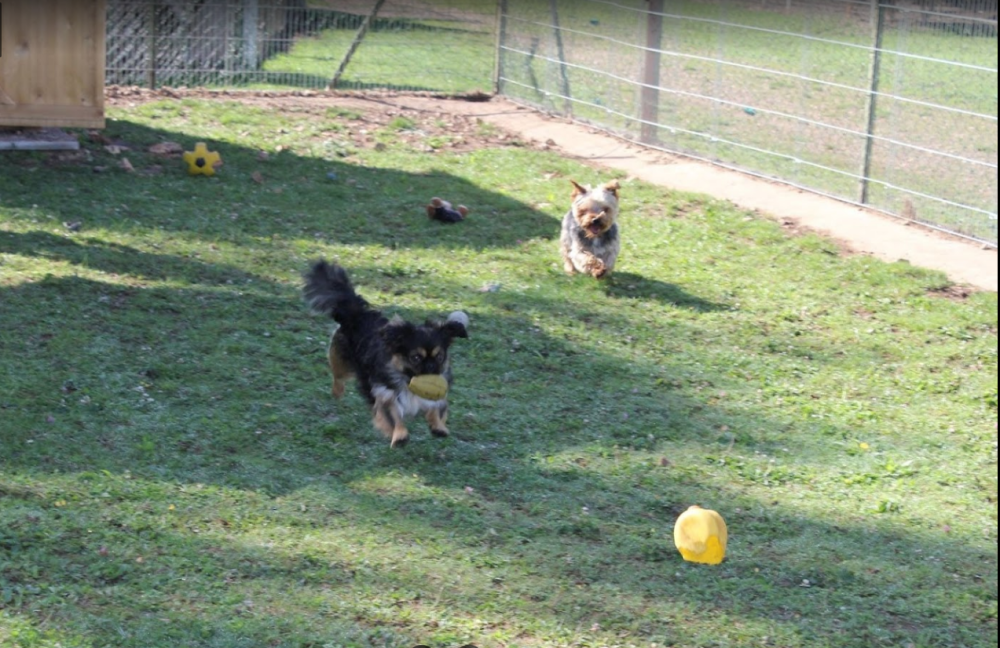 Chiens pension
