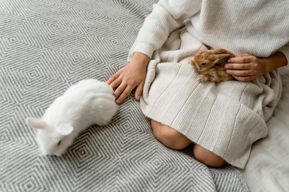 lapin